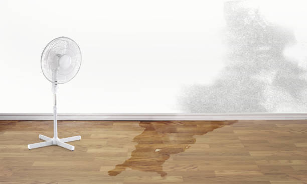 Best Water damage contractors near me  in Combee Settlement, FL