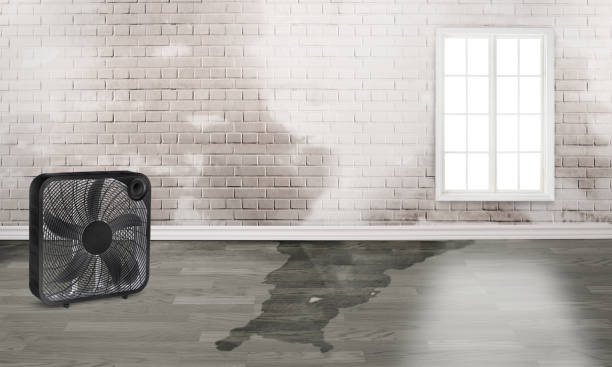 Best Water damage restoration near me  in Combee Settlement, FL